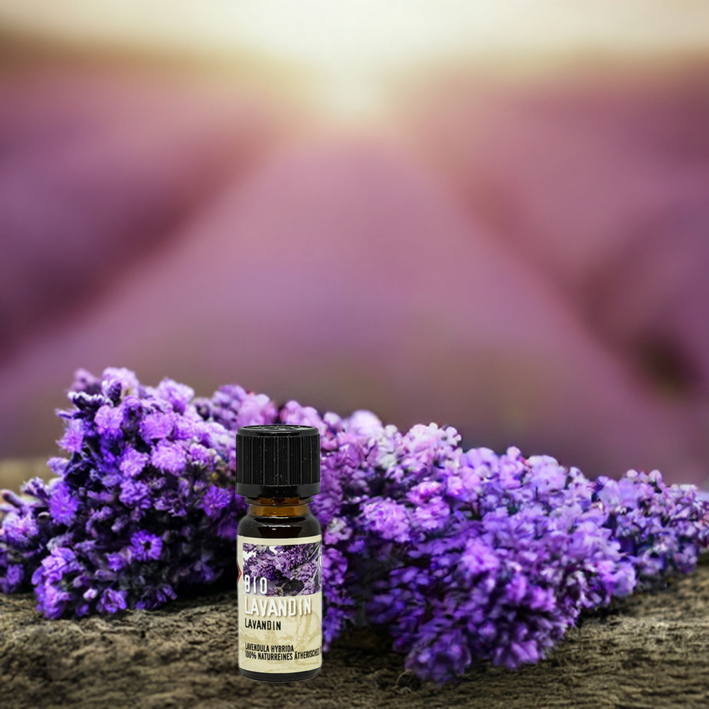Harmonisierend – Bio Lavandin (Lavandula hybrida) – ätherisches Öl Aroma Manufaktur® ätherisches Öl
